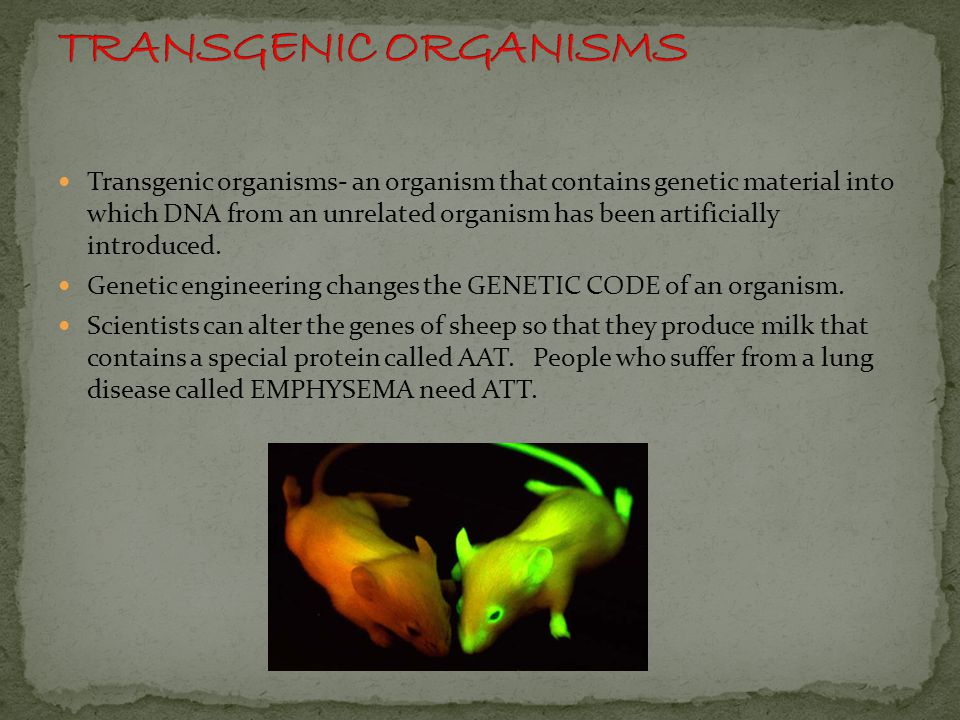 Transgenic organisms- an organism that contains genetic material into which DNA from an unrelated organism has been artificially introduced.