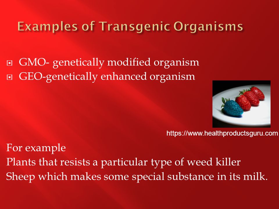  GMO- genetically modified organism  GEO-genetically enhanced organism For example Plants that resists a particular type of weed killer Sheep which makes some special substance in its milk.