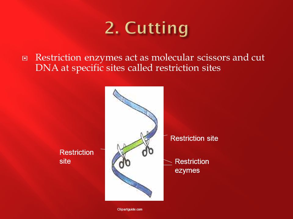  Restriction enzymes act as molecular scissors and cut DNA at specific sites called restriction sites Restriction site Restriction ezymes Clipartguide.com