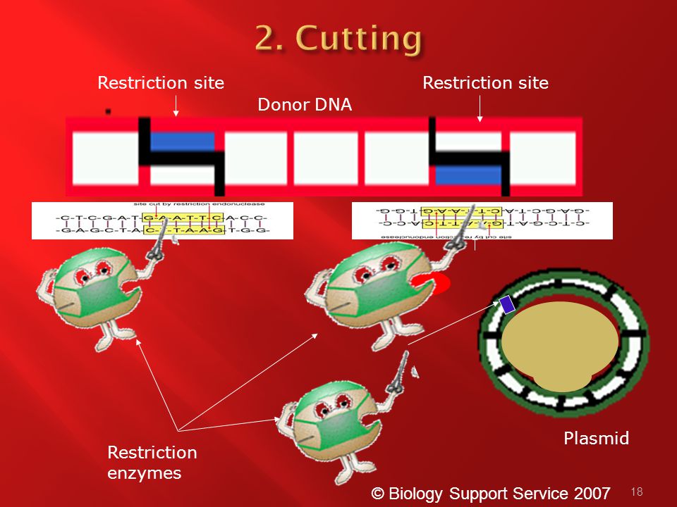 18 Plasmid Restriction site Donor DNA © Biology Support Service 2007 Restriction enzymes