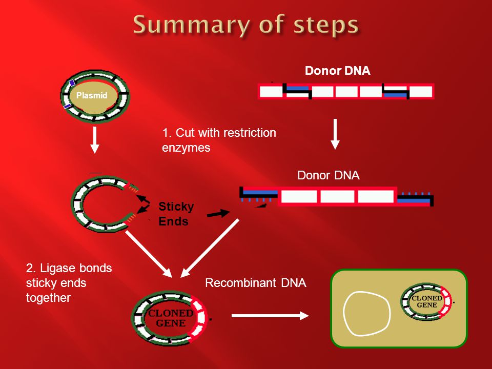 Donor DNA Plasmid 1. Cut with restriction enzymes Donor DNA Sticky Ends 2.