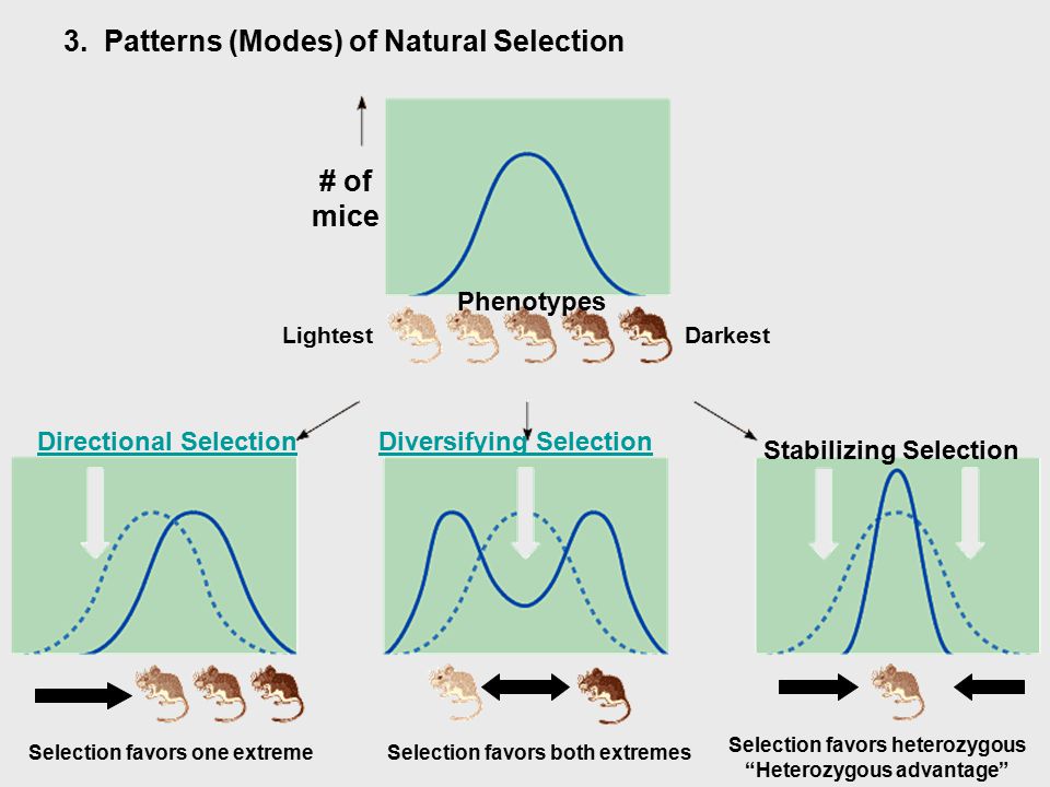 Worksheets Natural Selection And Patterns Of Evolution Worksheet evolution by natural selection mice worksheet intrepidpath the of potion mechanisms microevolution i and peppered moths
