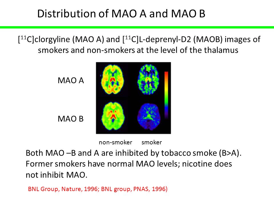 non-smoker smoker [ 11 C]clorgyline (MAO A) and [ 11 C]L-deprenyl-D2 (MAOB) images of smokers and non-smokers at the level of the thalamus Both MAO –B and A are inhibited by tobacco smoke (B>A).