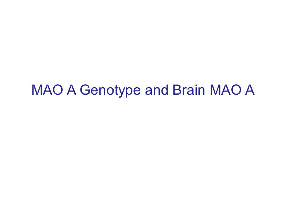 MAO A Genotype and Brain MAO A