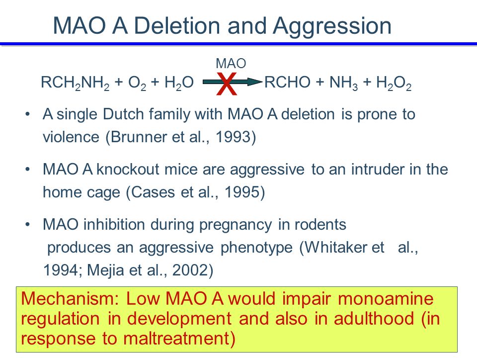MAO A Deletion and Aggression A single Dutch family with MAO A deletion is prone to violence (Brunner et al., 1993) MAO A knockout mice are aggressive to an intruder in the home cage (Cases et al., 1995) MAO inhibition during pregnancy in rodents produces an aggressive phenotype (Whitaker et al., 1994; Mejia et al., 2002) MAO RCH 2 NH 2 + O 2 + H 2 O RCHO + NH 3 + H 2 O 2 x Mechanism: Low MAO A would impair monoamine regulation in development and also in adulthood (in response to maltreatment)