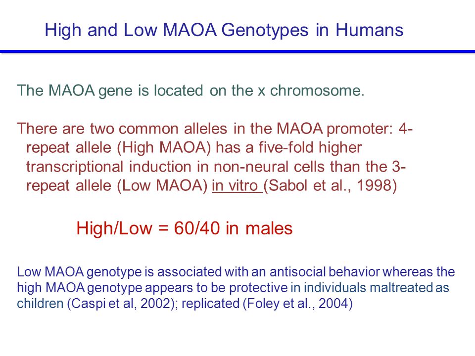 The MAOA gene is located on the x chromosome.