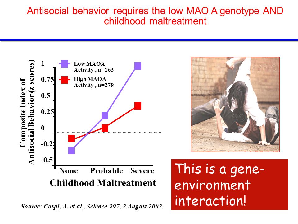Antisocial behavior requires the low MAO A genotype AND childhood maltreatment Composite Index of Antisocial Behavior (z scores) Childhood Maltreatment None Probable Severe Low MAOA Activity, n=163 High MAOA Activity, n=279 Source: Caspi, A.