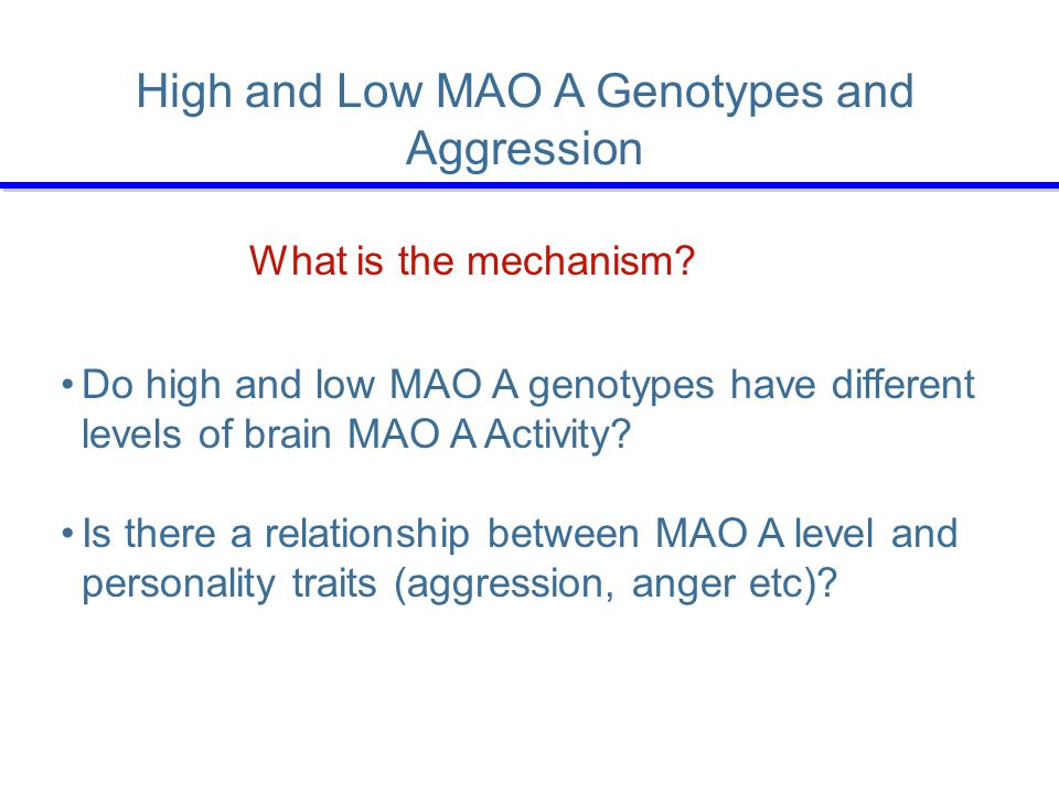 High and Low MAO A Genotypes and Aggression Do high and low MAO A genotypes have different levels of brain MAO A Activity.