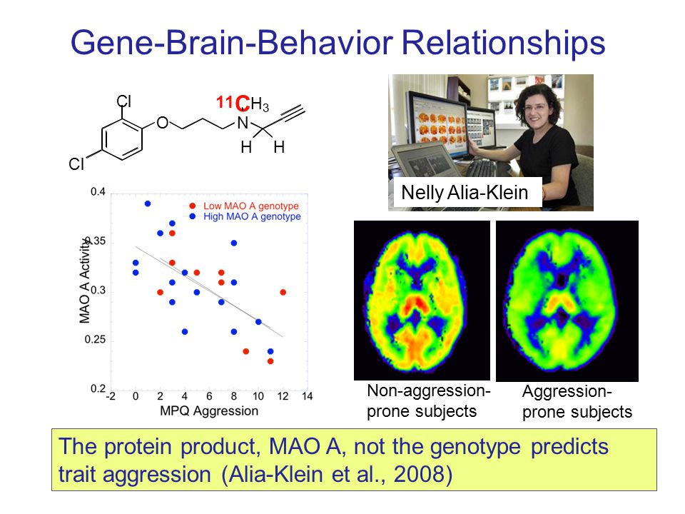 O Cl Cl N 11 C H 3 HH The protein product, MAO A, not the genotype predicts trait aggression (Alia-Klein et al., 2008) Non-aggression- prone subjects Aggression- prone subjects Gene-Brain-Behavior Relationships Nelly Alia-Klein
