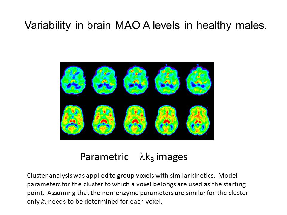 Variability in brain MAO A levels in healthy males.