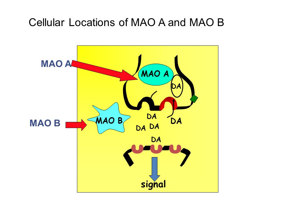 DA signal MAO B MAO A MAO B Cellular Locations of MAO A and MAO B