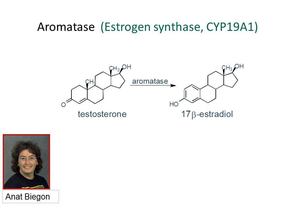 Aromatase (Estrogen synthase, CYP19A1) HO CH 3 CH 3 CH 3 O aromatase OH OH testosterone 17  -estradiol Anat Biegon