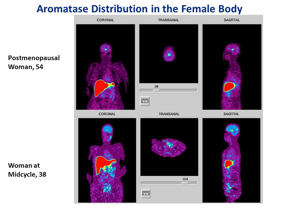 Postmenopausal Woman, 54 Woman at Midcycle, 38 Aromatase Distribution in the Female Body