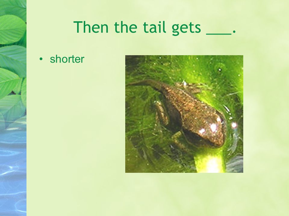 Then ___ grow. front legs