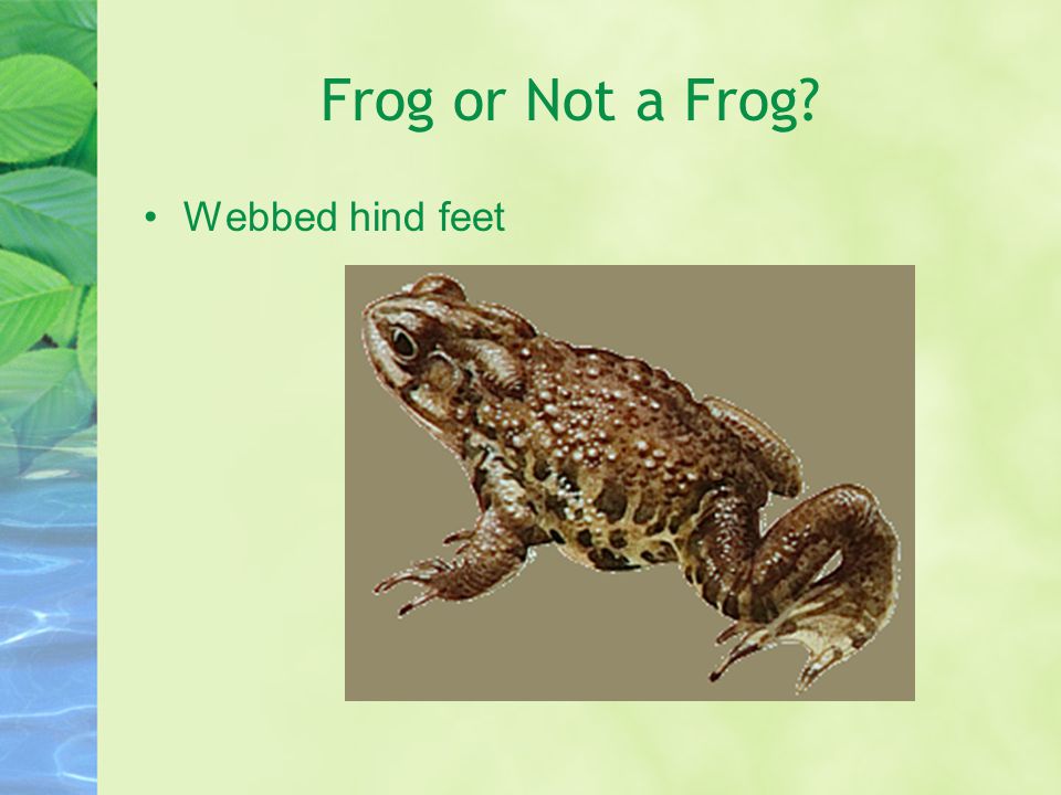 At last there is an ___. adult frog