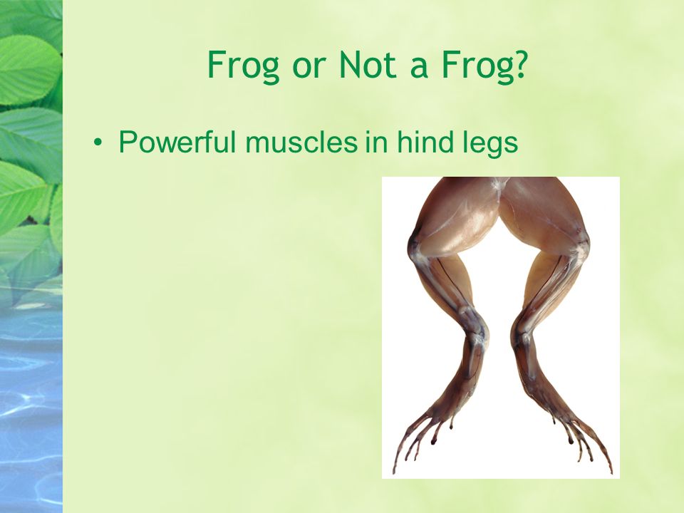 Frog or Not a Frog Webbed hind feet