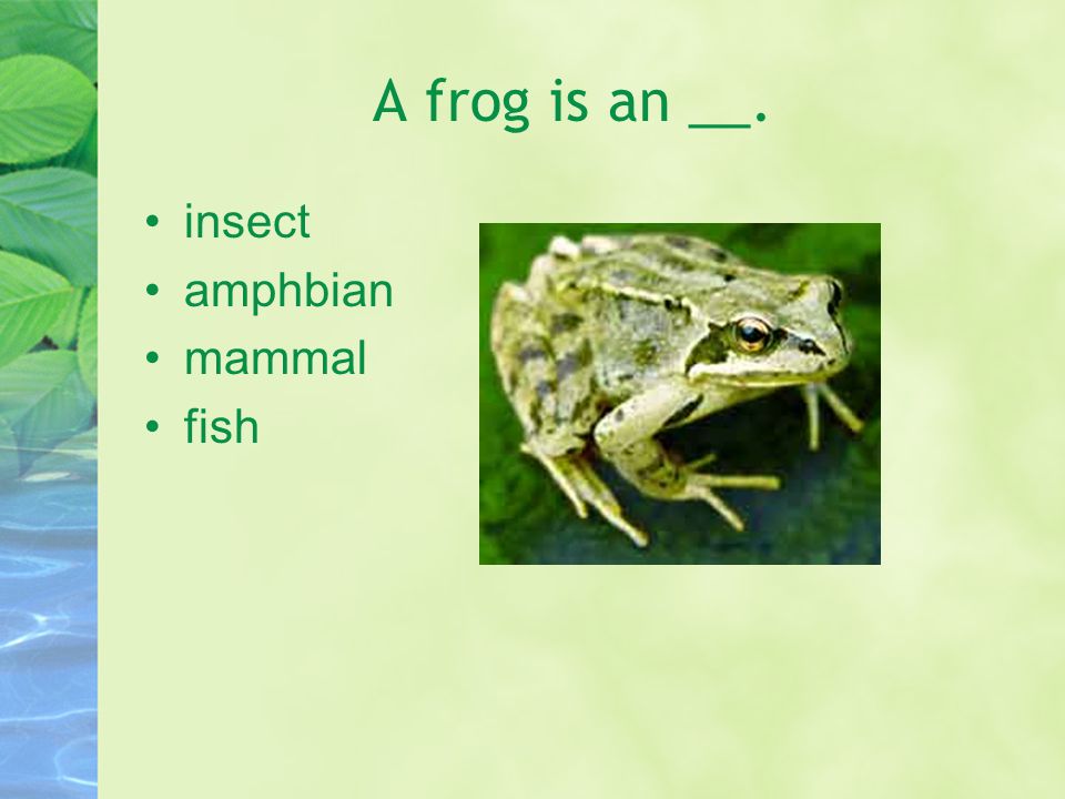 Frog Life Cycle Review