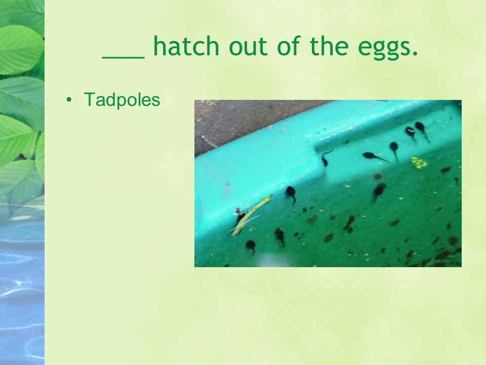 Tell me about the frog life cycle. First there are ___. eggs