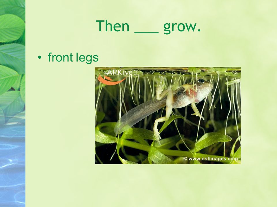 ___ grow. Hind legs