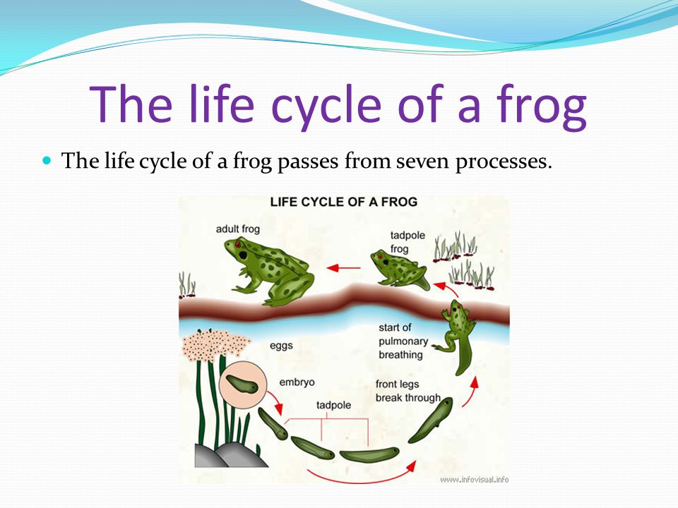 The life cycle of a frog The life cycle of a frog passes from seven processes.