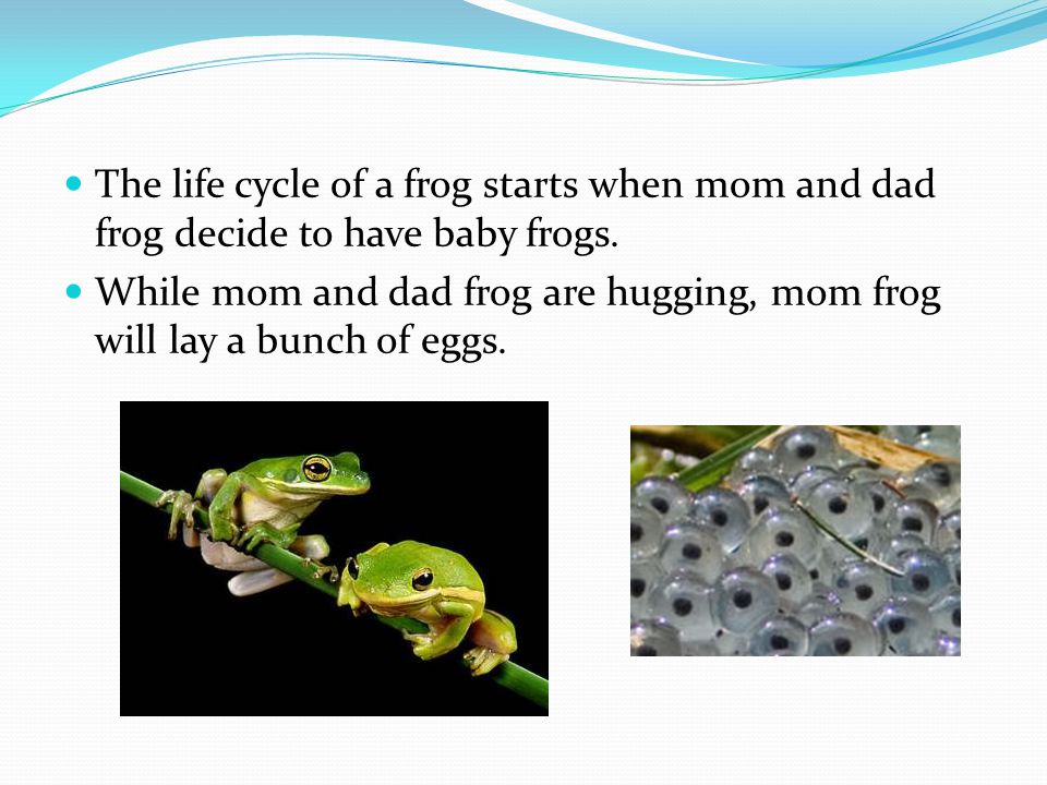 The life cycle of a frog starts when mom and dad frog decide to have baby frogs.