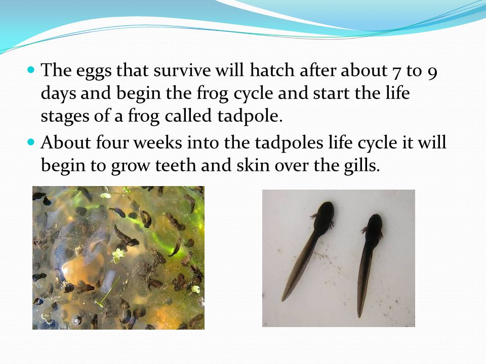 The eggs that survive will hatch after about 7 to 9 days and begin the frog cycle and start the life stages of a frog called tadpole.
