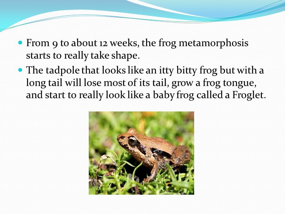 From 9 to about 12 weeks, the frog metamorphosis starts to really take shape.