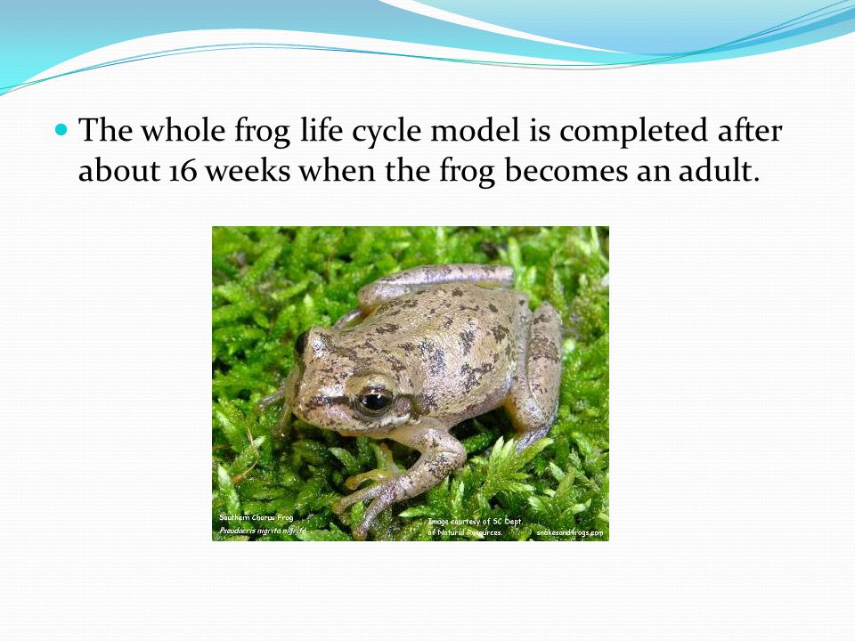 The whole frog life cycle model is completed after about 16 weeks when the frog becomes an adult.