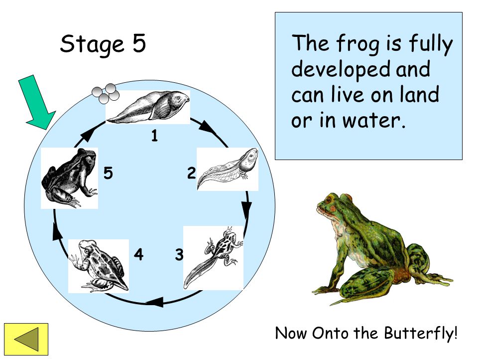 Stage 4 Stage 5 The tail is being absorbed and the frog is able to spend more time on land.