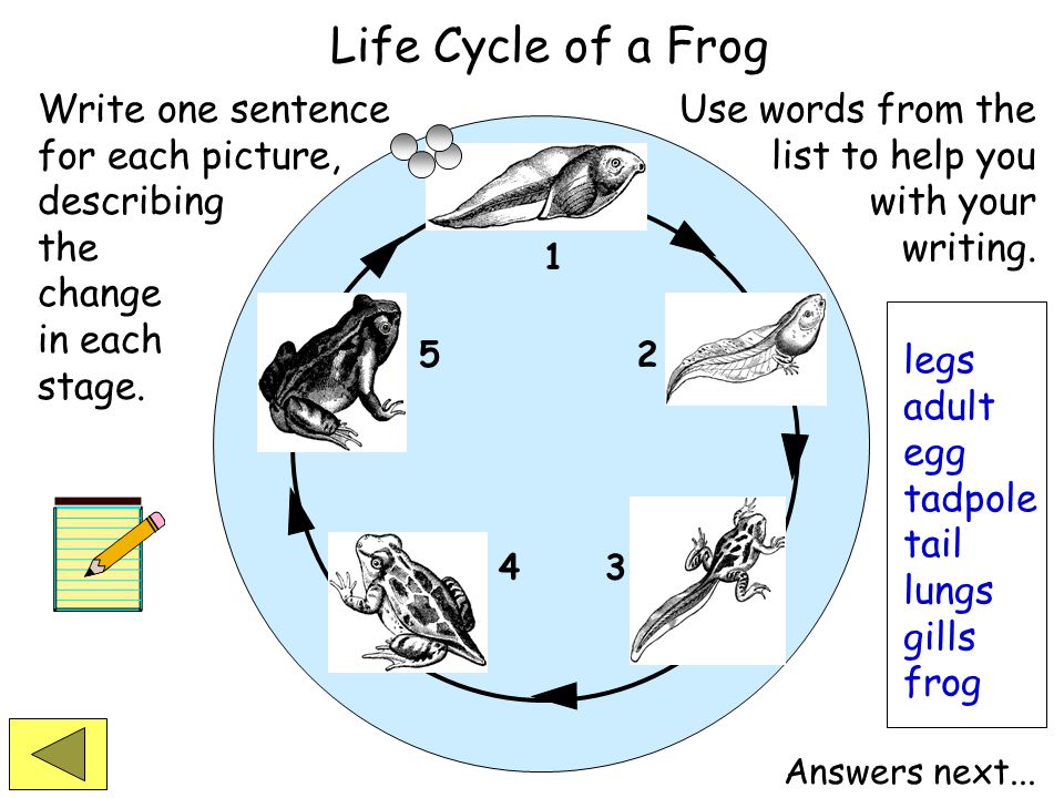 Life Cycle Of The Frog