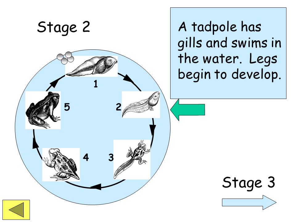 The life of a frog begins when the tadpole hatches from the egg. Stage 1 Stage 2