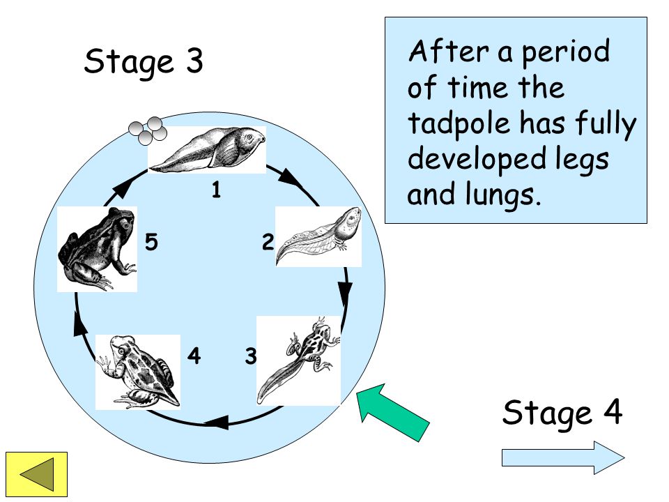 Stage 3 A tadpole has gills and swims in the water. Legs begin to develop.