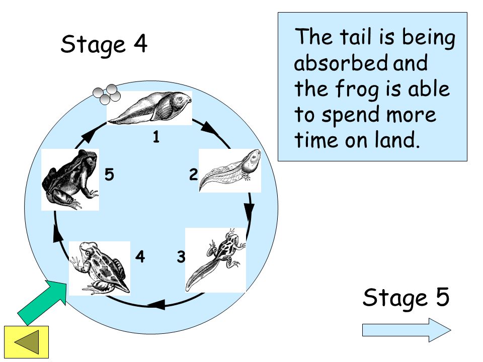 Stage 3 Stage 4 After a period of time the tadpole has fully developed legs and lungs.