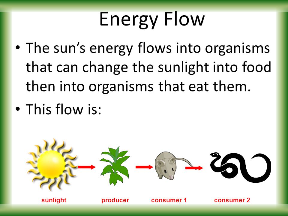 Printables Energy Flow In Ecosystems Worksheet printables energy flow in ecosystems worksheet safarmediapps an ecosystem biozone intrepidpath worksheets