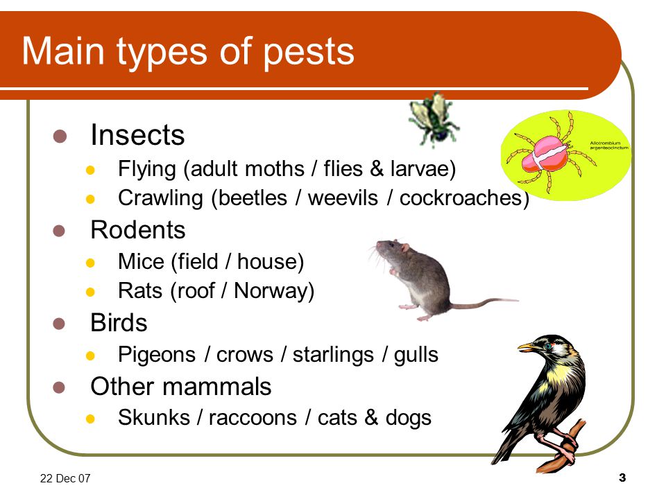 22 Dec 073 Main types of pests Insects Flying (adult moths / flies & larvae) Crawling (beetles / weevils / cockroaches) Rodents Mice (field / house) Rats (roof / Norway) Birds Pigeons / crows / starlings / gulls Other mammals Skunks / raccoons / cats & dogs