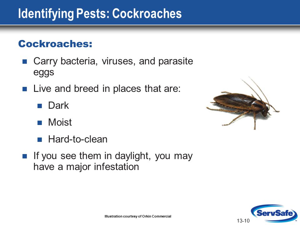 13-10 Identifying Pests: Cockroaches Cockroaches: Carry bacteria, viruses, and parasite eggs Live and breed in places that are: Dark Moist Hard-to-clean If you see them in daylight, you may have a major infestation Illustration courtesy of Orkin Commercial
