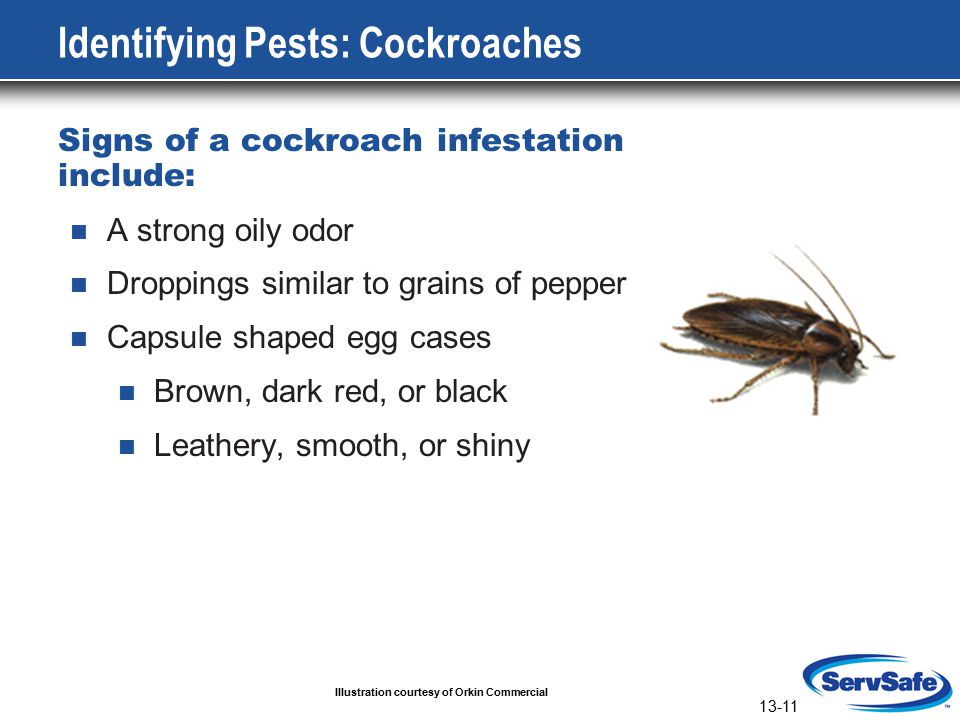 13-11 Identifying Pests: Cockroaches Signs of a cockroach infestation include: A strong oily odor Droppings similar to grains of pepper Capsule shaped egg cases Brown, dark red, or black Leathery, smooth, or shiny Illustration courtesy of Orkin Commercial