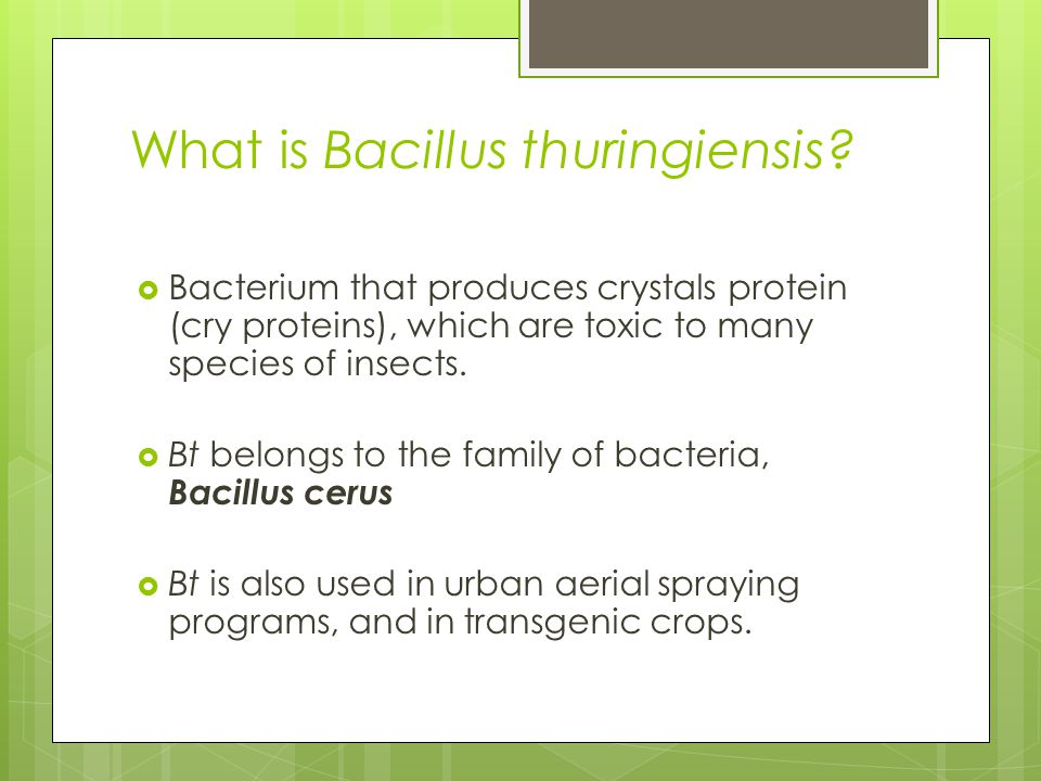 What is Bacillus thuringiensis.