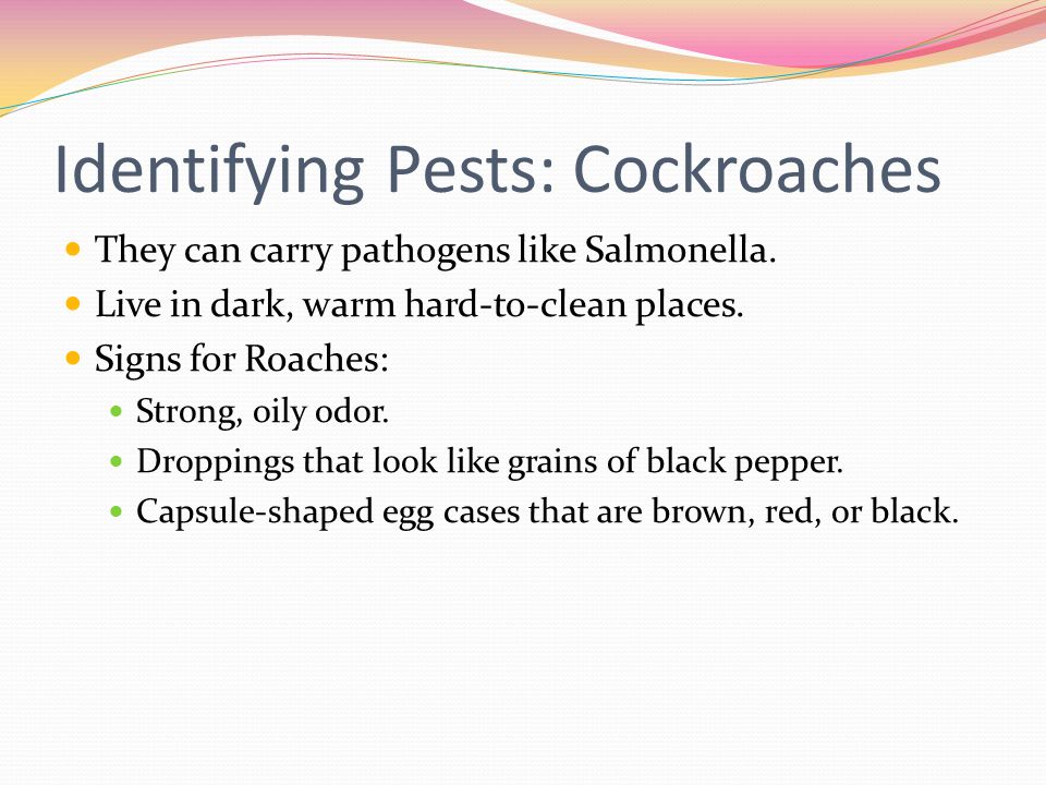 Identifying Pests: Cockroaches They can carry pathogens like Salmonella.