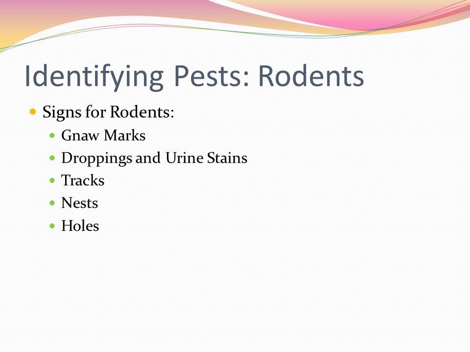 Identifying Pests: Rodents Signs for Rodents: Gnaw Marks Droppings and Urine Stains Tracks Nests Holes