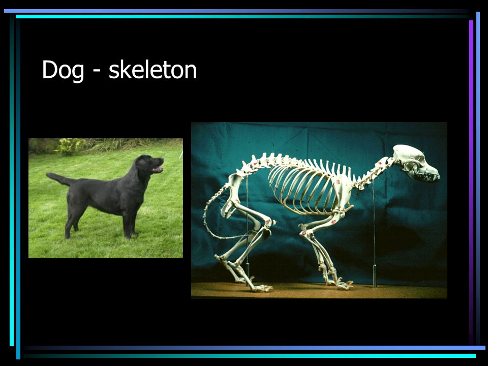 Dog - skeleton