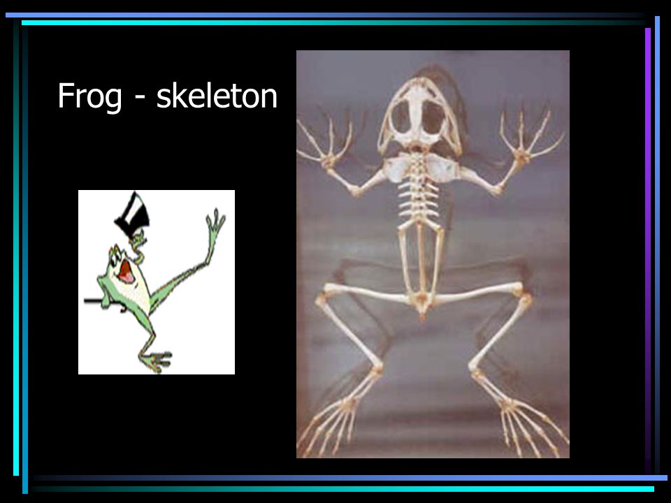 Frog - skeleton