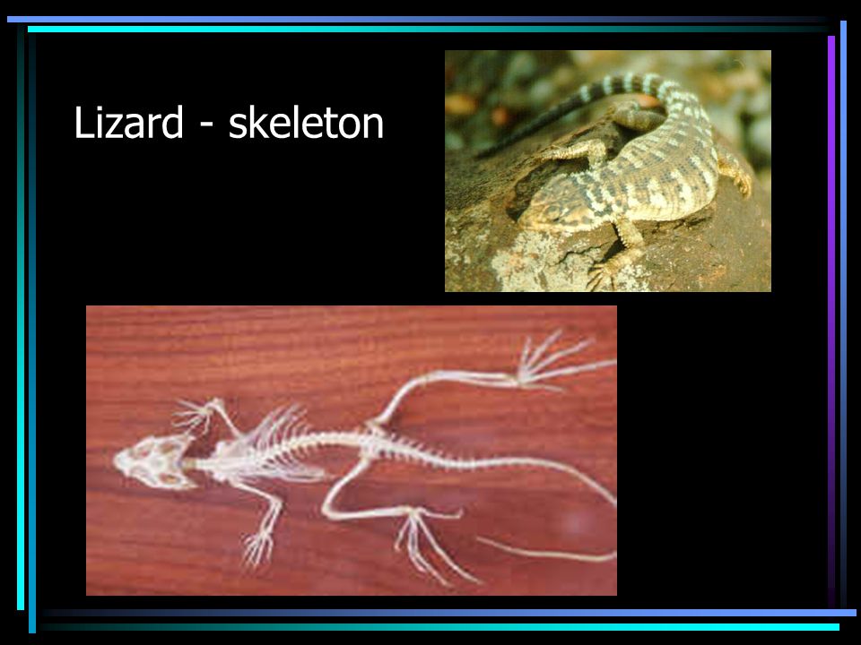 Lizard - skeleton