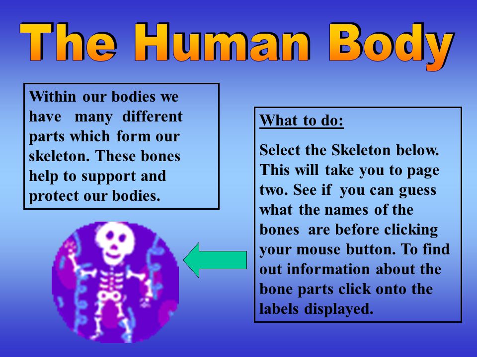 Within our bodies we have many different parts which form our skeleton.