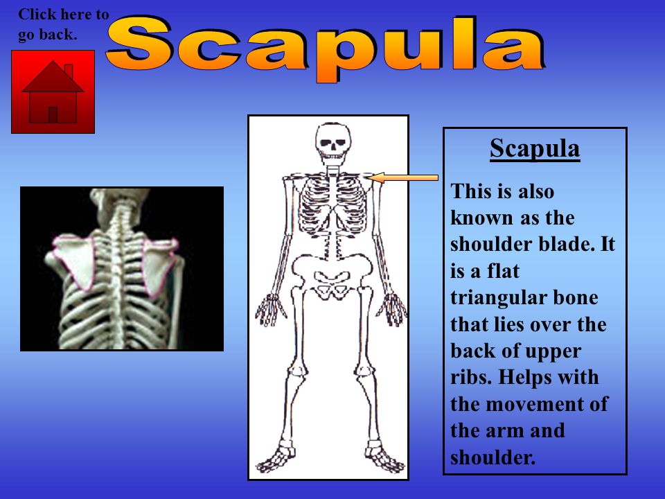 Scapula This is also known as the shoulder blade.
