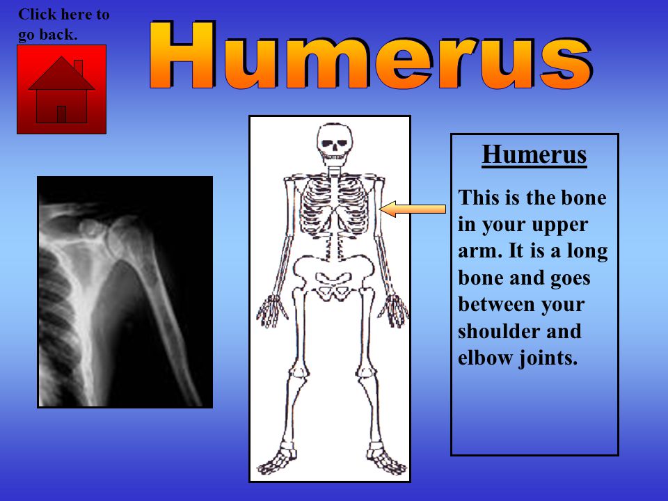 Humerus This is the bone in your upper arm.