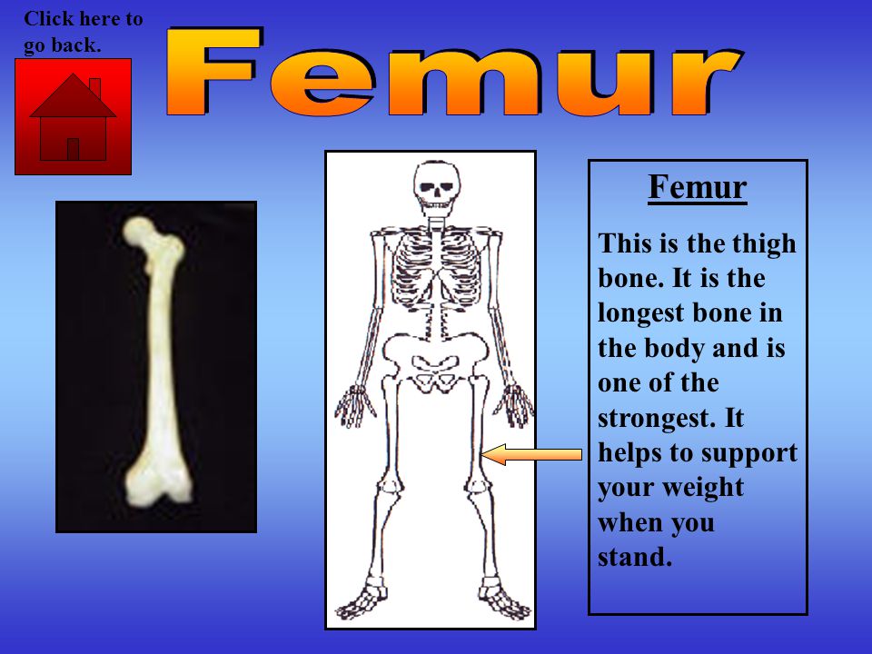 Femur This is the thigh bone. It is the longest bone in the body and is one of the strongest.
