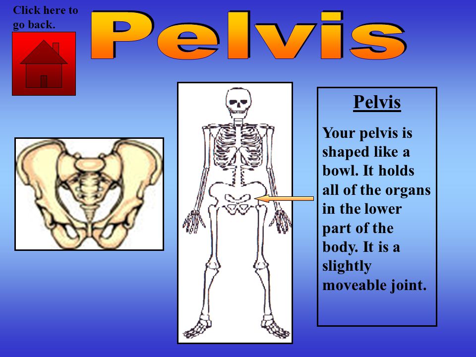 Pelvis Your pelvis is shaped like a bowl. It holds all of the organs in the lower part of the body.