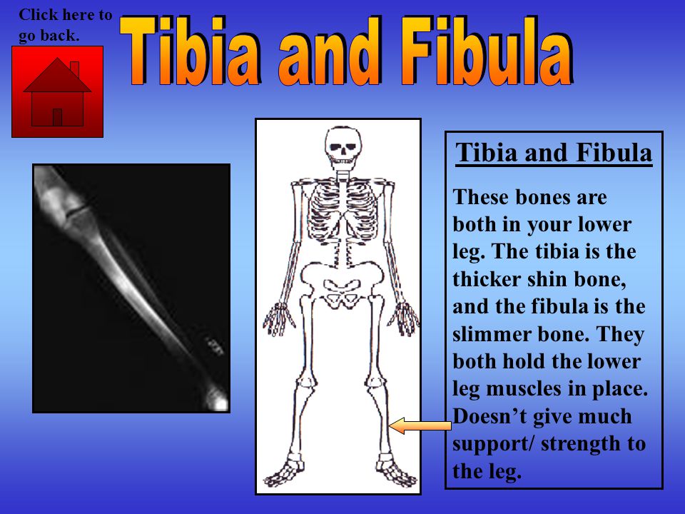 Tibia and Fibula These bones are both in your lower leg.