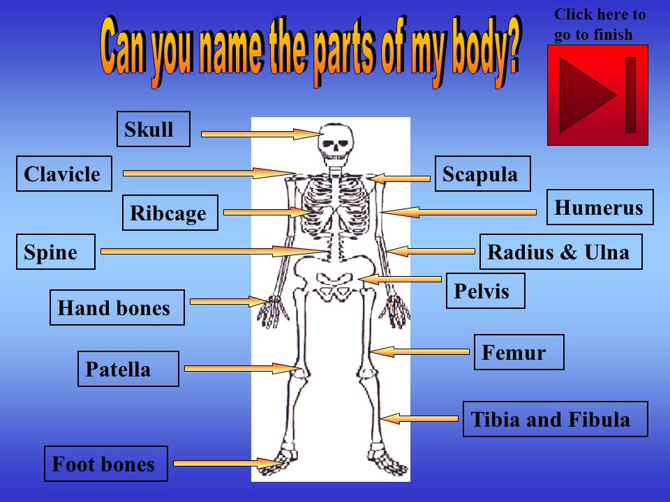 Skull Clavicle Ribcage Spine Hand bones Foot bones Tibia and Fibula Femur Radius & Ulna Pelvis Humerus Scapula Patella Click here to go to finish